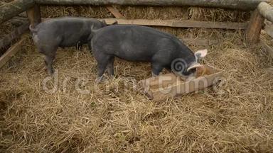 黑猪（黑猪）在农场吃。